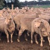 *330 Merino Ewes with 480 White Suffolk Lambs*