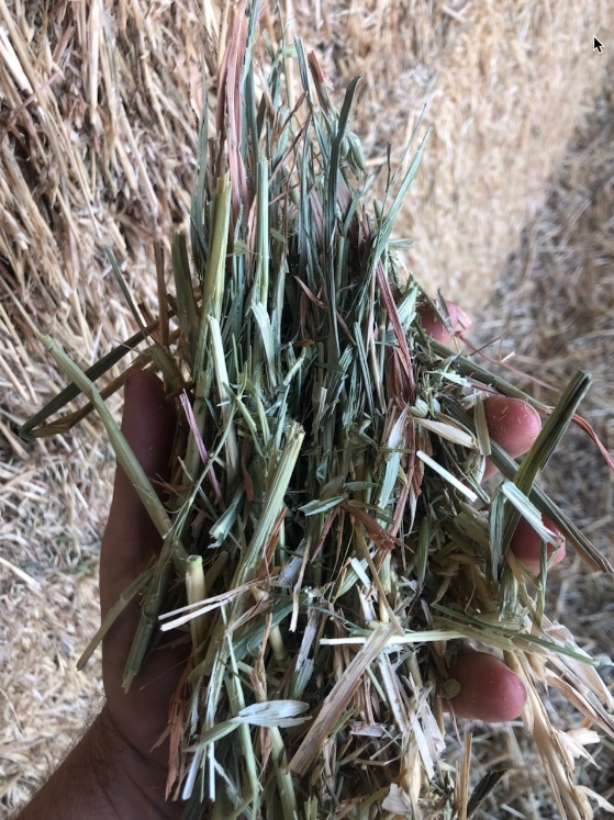 Oaten Hay  Shedded Seller to Freight only