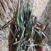 Oaten Hay  Shedded Seller to Freight only