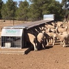Auto Sheep Feeder