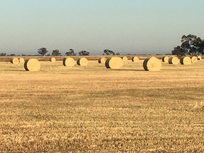 Ryegrass Rolls Available now