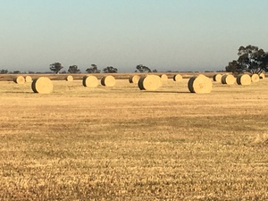 Ryegrass Rolls Available now