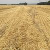 Wheat Straw