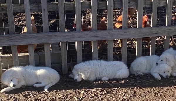 Livestock Guardian Puppies