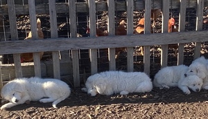 Livestock Guardian Puppies