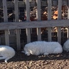 Livestock Guardian Puppies