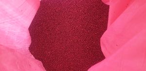 500kg Gem canola seed freshly cleaned and treated Poncho Plus and Ilevo