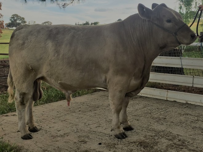 Murray Grey Bull 2 Year Old