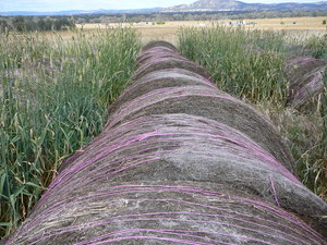 Sub Clover rounds 5 x 4 