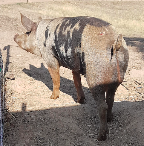 Berkshire Boar for sale