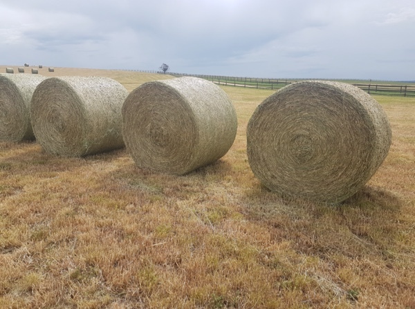Good Quality Wheat /Vetch Hay For Sale