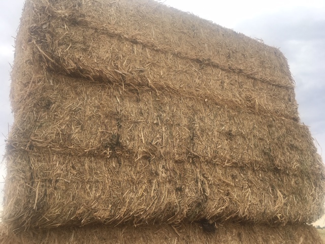 Canola tailings straw