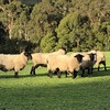 Stud bred  young rams ready to use