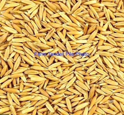 2.5mt Graded Matika Oat Seed