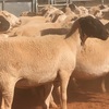 300 dorper ewes for sale