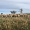 60 Danbury meat merinos