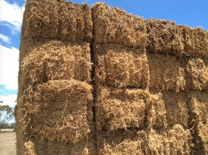 Pea Straw 8x4x3 Bales