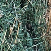 Lucerne Hay 5x4 Rolls 3rd cut