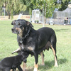 Border Collie Kelpie cross working dogs.