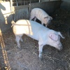 10 month old sows
